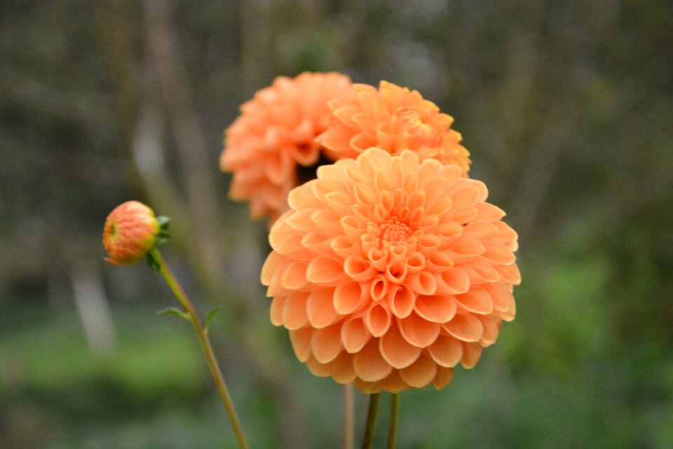 Bud flower button flower botany