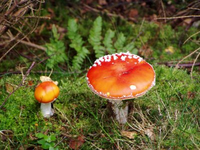 Forest autumn nature