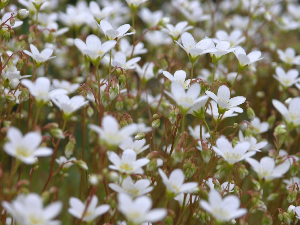 Natural plant beauty