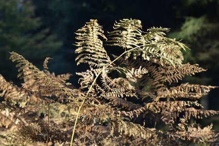 Fern plant autumn forest plant photo