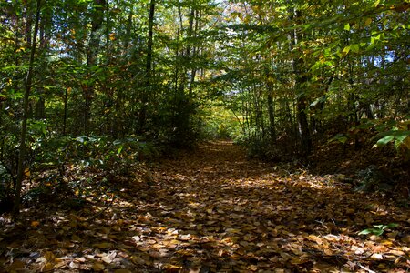 Trail woods autumn photo