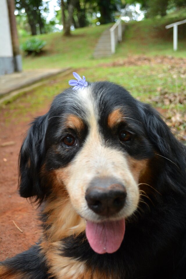 Cute flower old