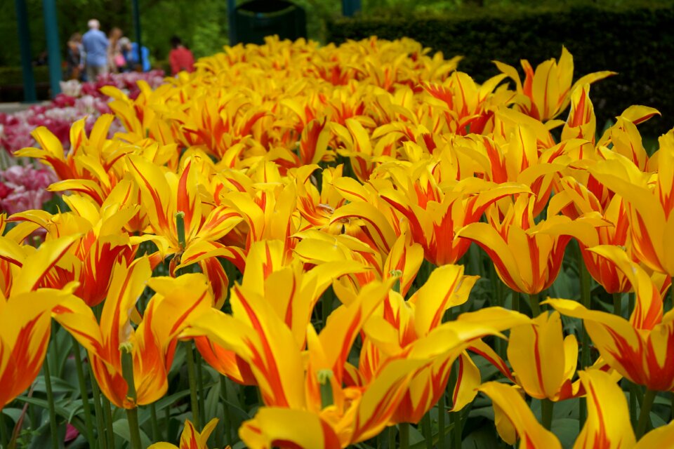 Yellow tulips flowers keukenhof