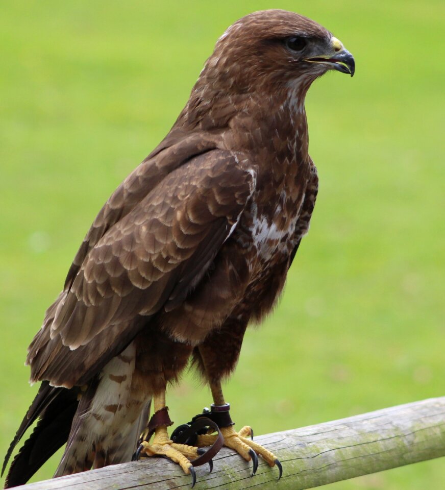 Predator wildlife brown