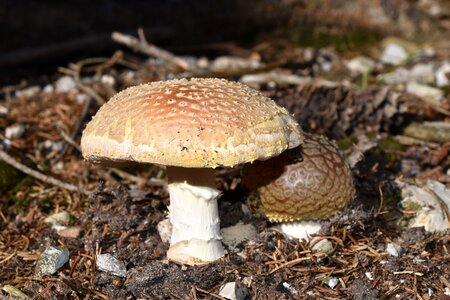 Mushrooms poison poisonous photo