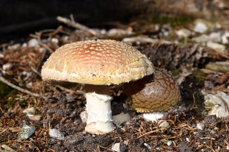 Mushrooms poison poisonous