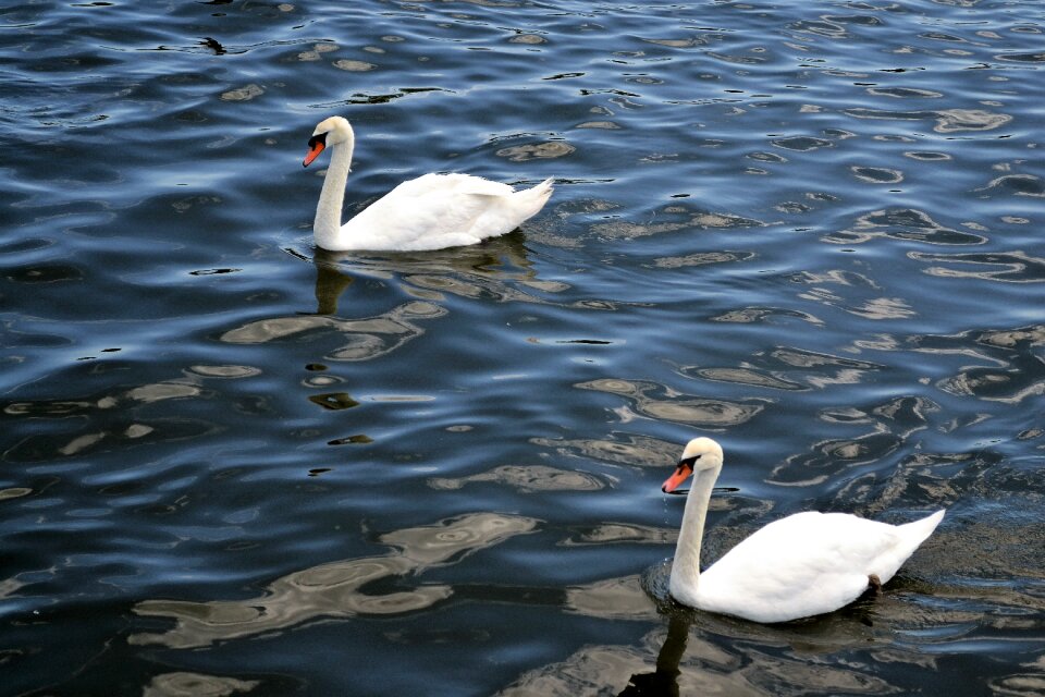 Floating birds animals