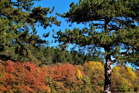 Fall color colorful nature