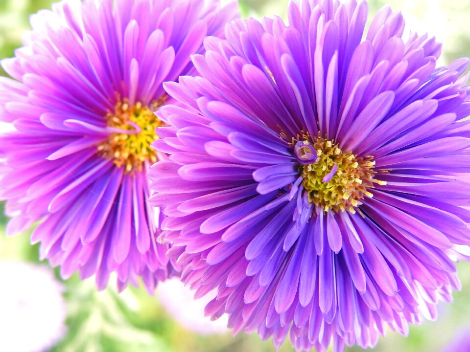 Flowers violet purple flowers