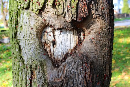 Heart tree nature