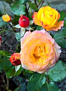 Last flowers yellow red