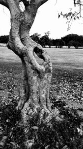 Trunk old tree dry tree photo