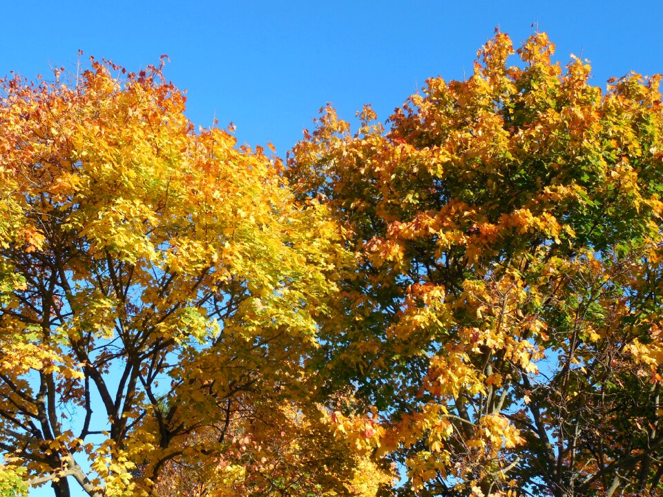 Golden autumn leaves colorful