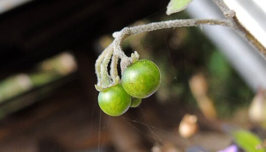 Flora tufts of garden colombia