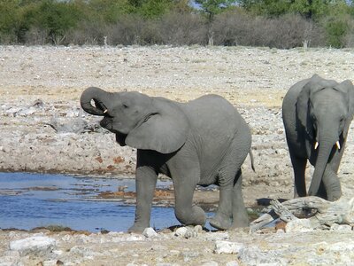 African bush elephant nature proboscis photo