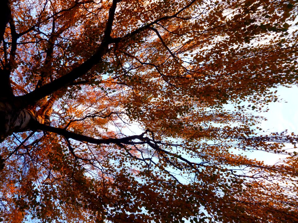 Deciduous tree nature tribe