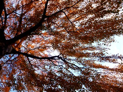 Deciduous tree nature tribe