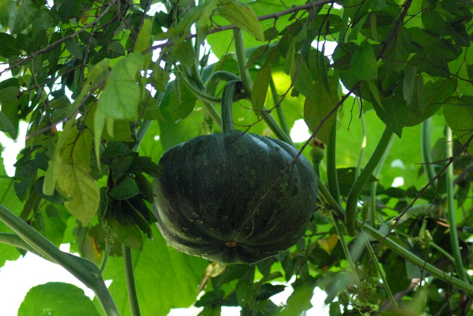 Pumpkin wild vegetables field