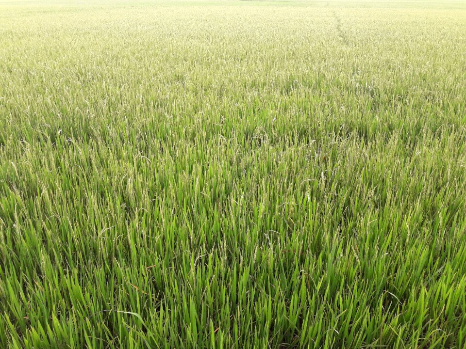 Harvested rice field vietnam the countryside