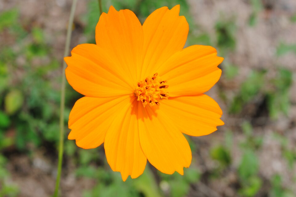 Wild tlapa de comonfort gro