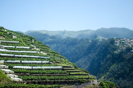 Plants the cultivation of tea photo