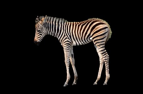 Black background young zebra animal world