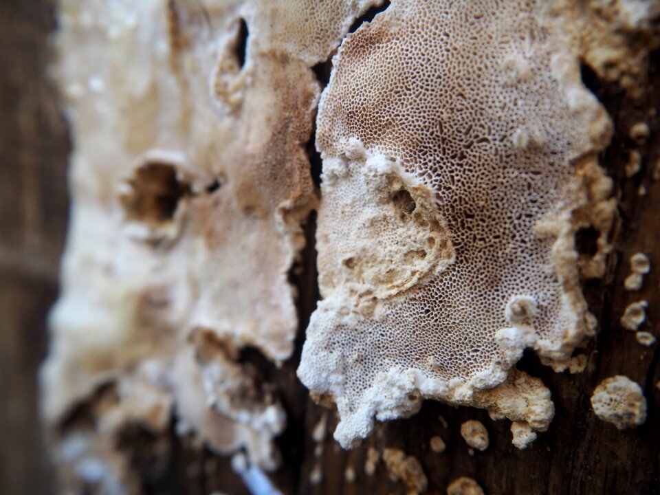 Nature close up background