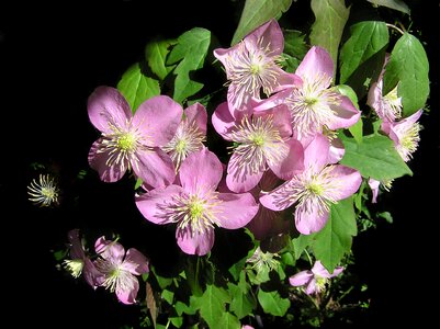 Climber blooming spring