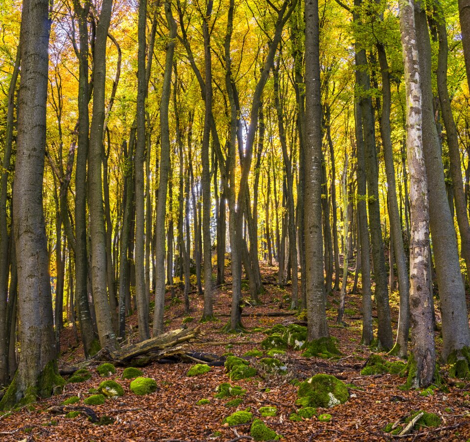 Autumn farbenpracht color