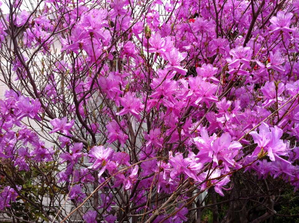 Flowers natural plant