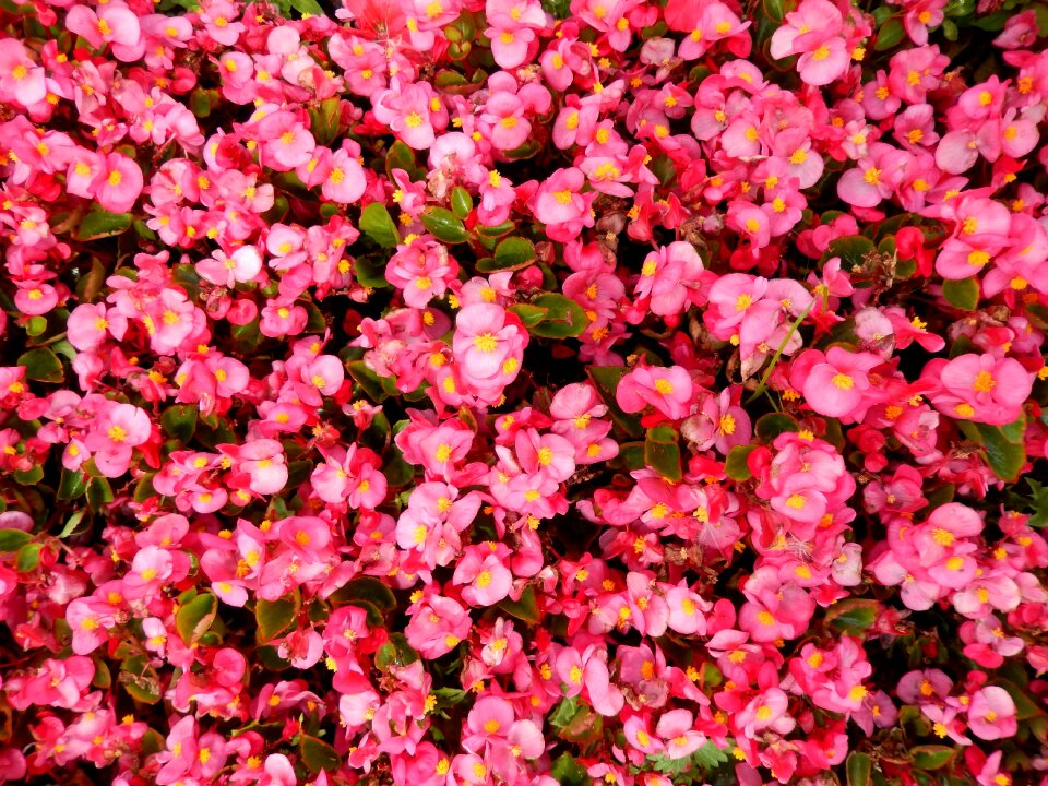 Handsomely summer flower