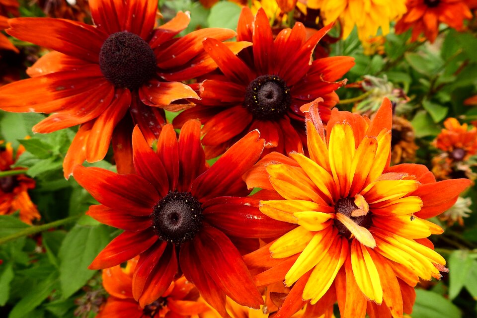 Blooming plants colors