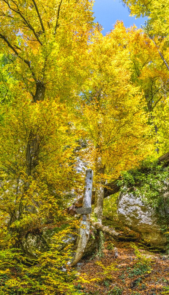 Tree beautiful colored photo