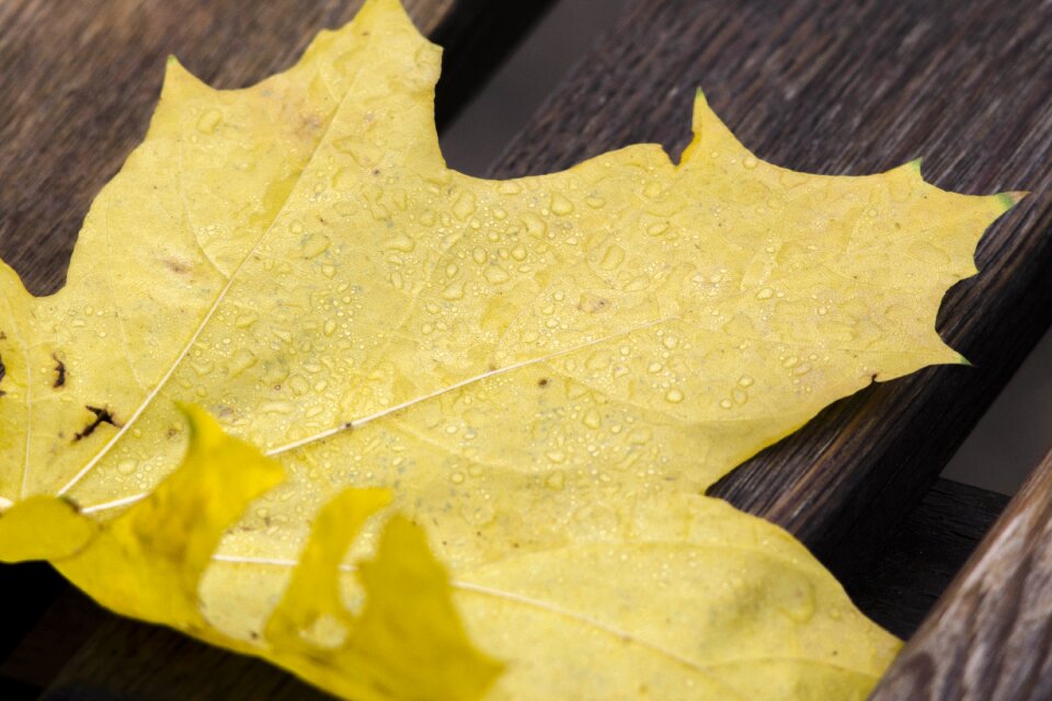 Rosa leaves autumn