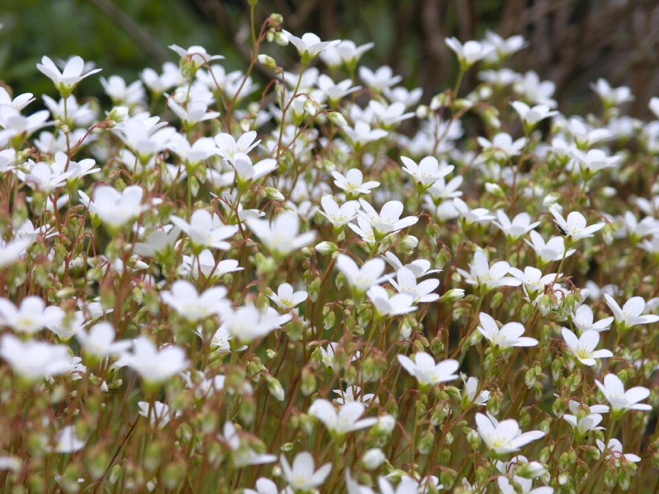 Natural plant beauty