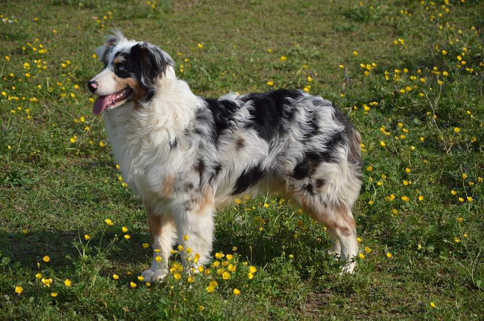Schäfer dog austral waterloo shepherd blu merle