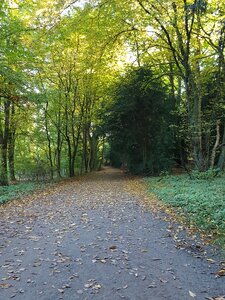 Autumn forest forest path autumn sun photo