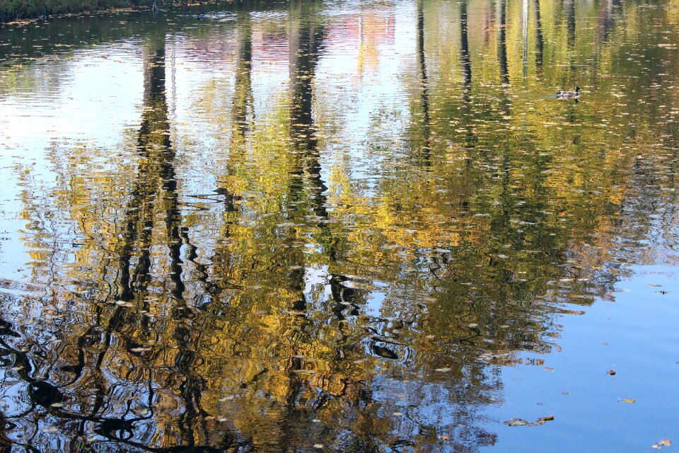 Park pond nature