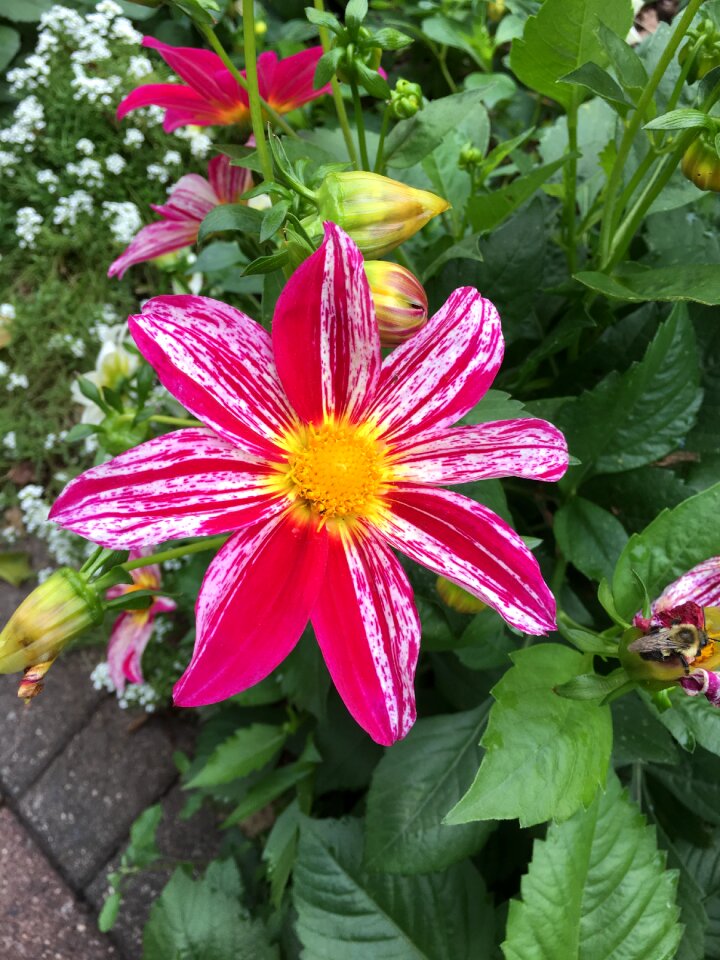 Pink flowers nature blossom