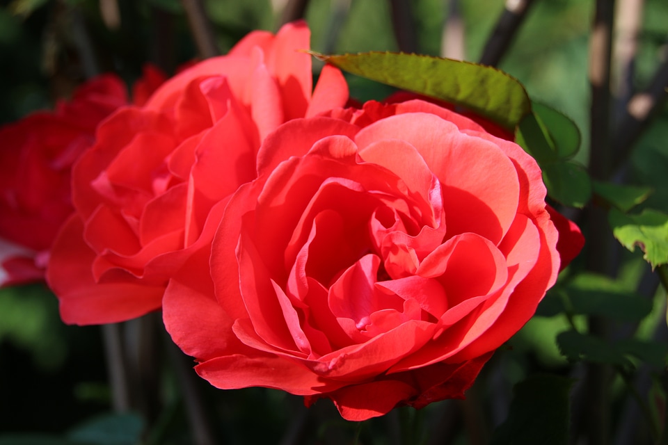Red blossom bloom
