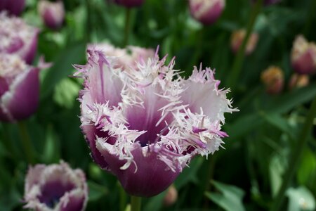 Tulip purple spring
