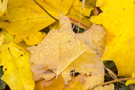 Leaves nature drops of water photo