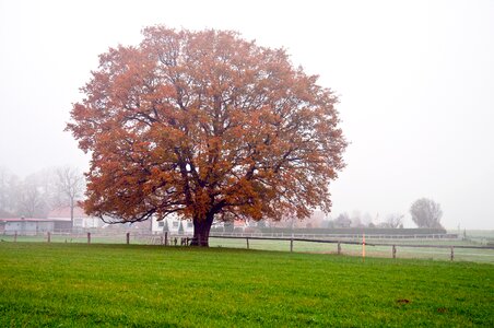 Landscape trees autumn mood