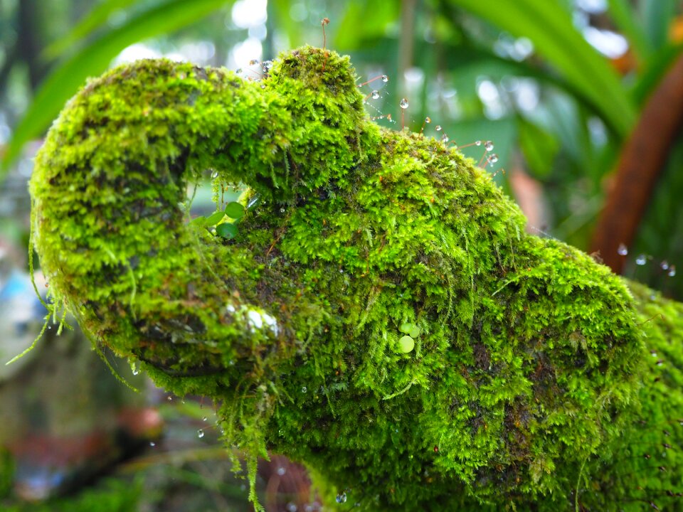 Asia mammal puppet