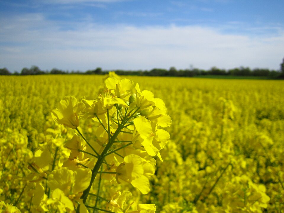 Landscape rape blossom summer