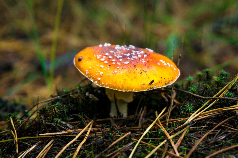 Forest landscape mushroom