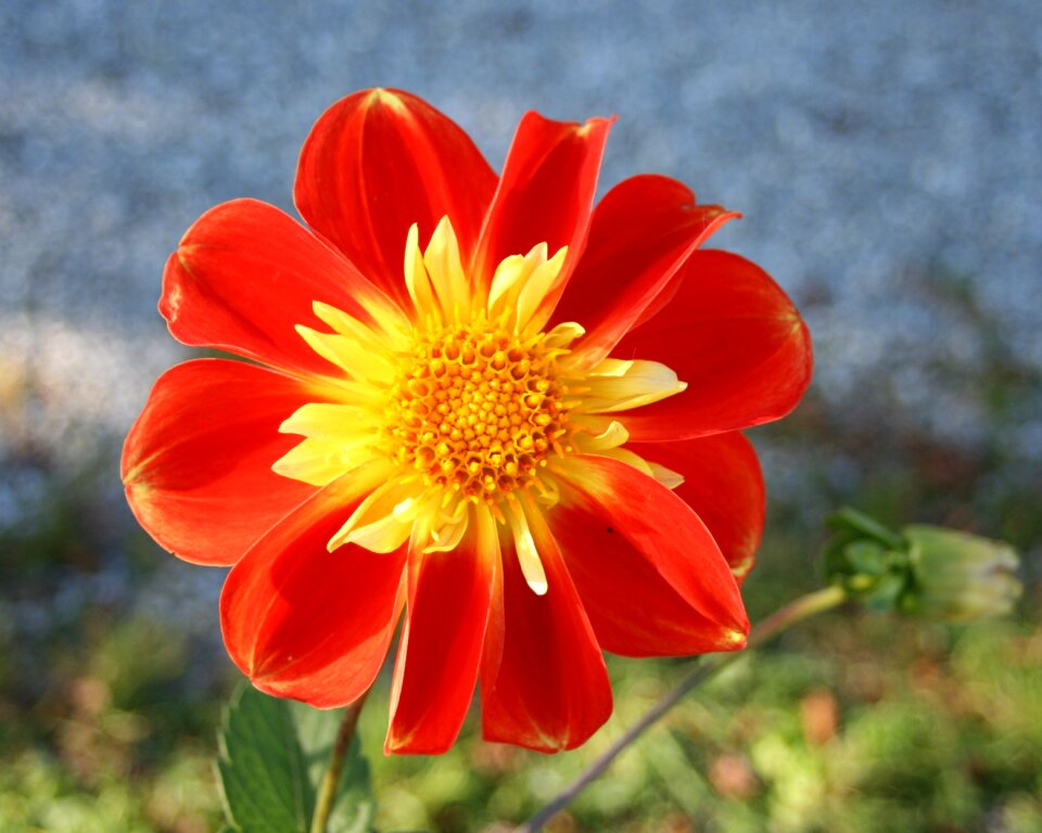 Autumn garden ornamental plants