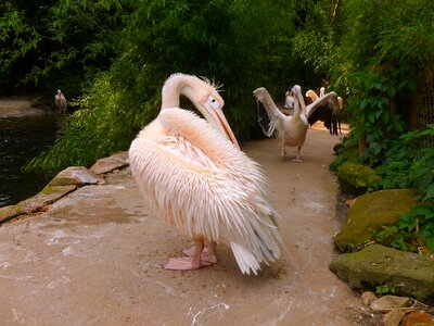 Bird pink large beak
