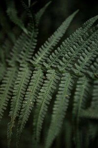 Forest nature fern plant