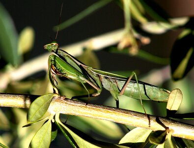 Mantis religiosa discretion nature